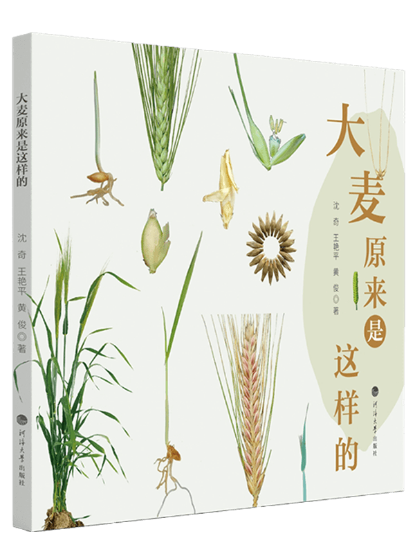 大麦原来是这样的
